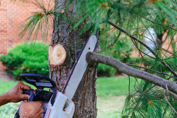 How Our Tree Care Process Works  in  Desloge, MO